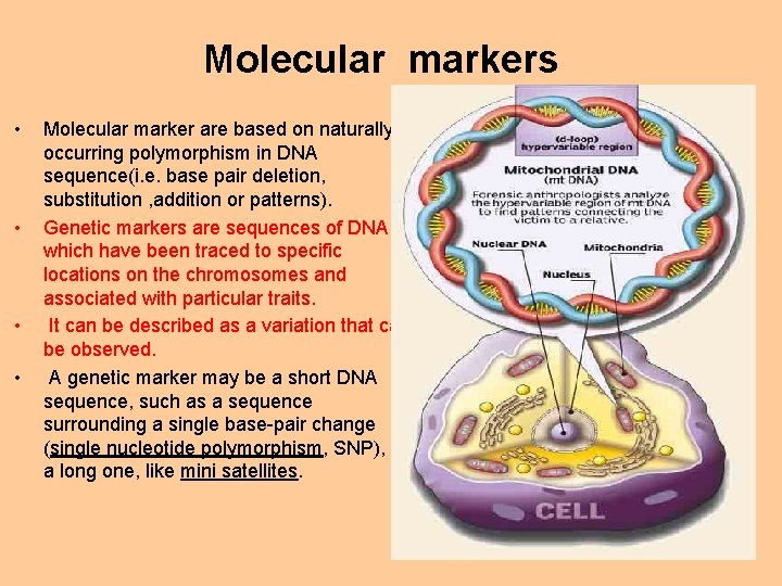 Molecular markers • • Molecular marker are based on naturally occurring polymorphism in DNA