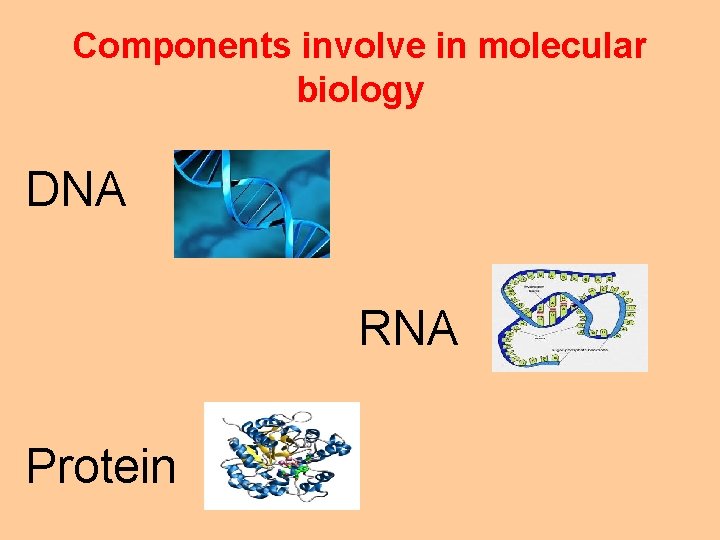 Components involve in molecular biology DNA RNA Protein 