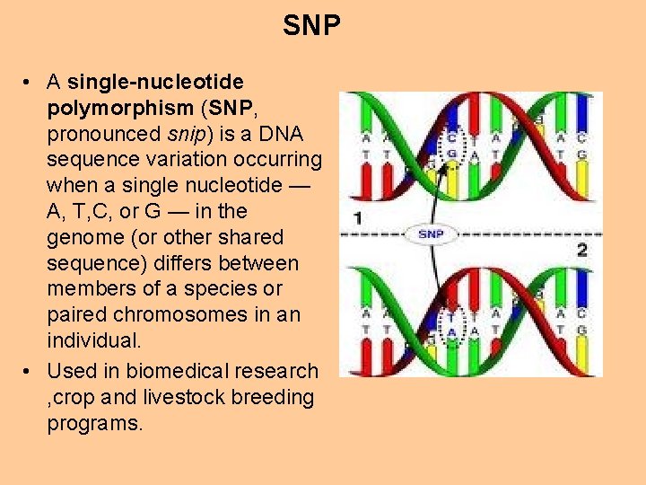 SNP • A single-nucleotide polymorphism (SNP, pronounced snip) is a DNA sequence variation occurring