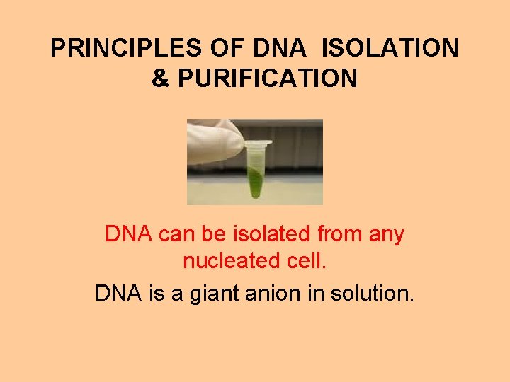 PRINCIPLES OF DNA ISOLATION & PURIFICATION DNA can be isolated from any nucleated cell.