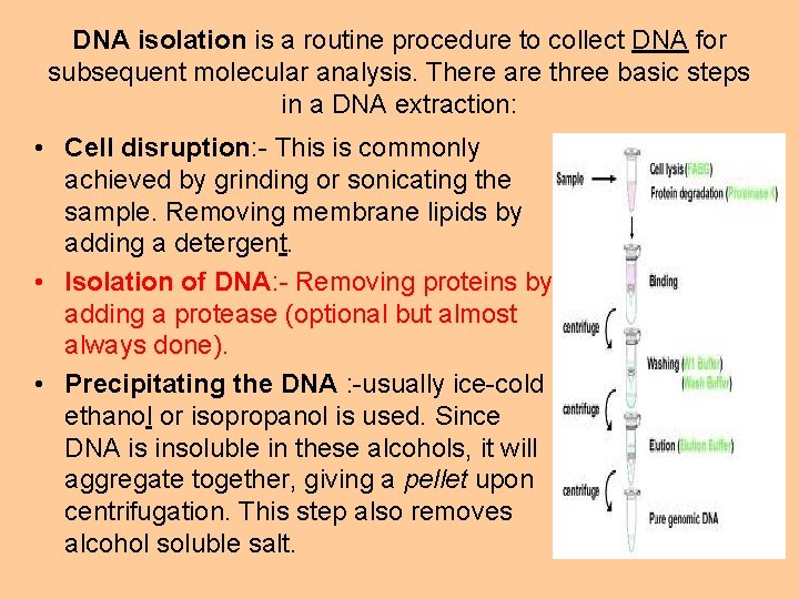 DNA isolation is a routine procedure to collect DNA for subsequent molecular analysis. There