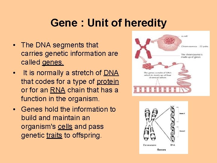 Gene : Unit of heredity • The DNA segments that carries genetic information are