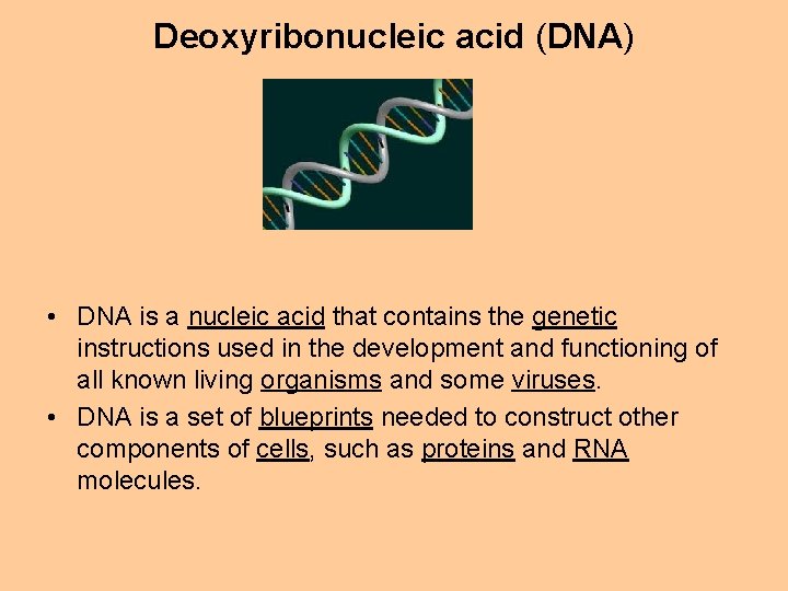 Deoxyribonucleic acid (DNA) • DNA is a nucleic acid that contains the genetic instructions