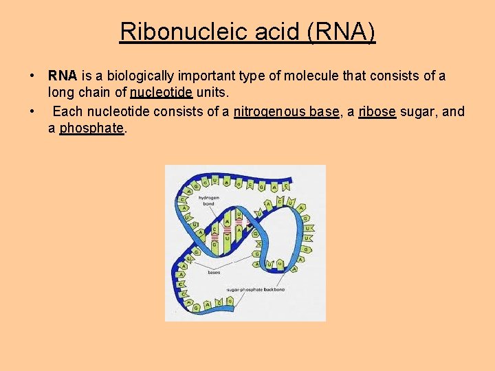 Ribonucleic acid (RNA) • RNA is a biologically important type of molecule that consists