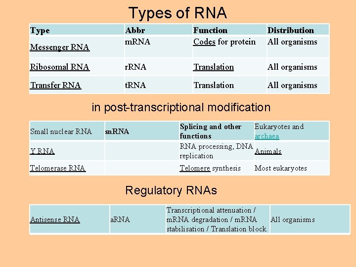 Types of RNA Type Abbr m. RNA Function Codes for protein Distribution All organisms