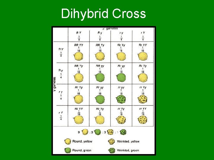 Dihybrid Cross Dihybrid Cross