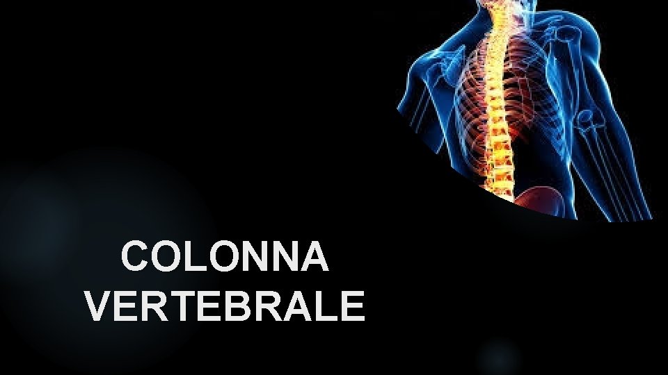 COLONNA VERTEBRALE 