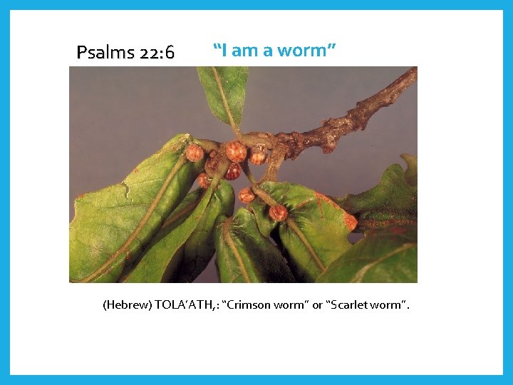 Psalms 22: 6 “I am a worm” (Hebrew) TOLA’ATH, : “Crimson worm” or “Scarlet