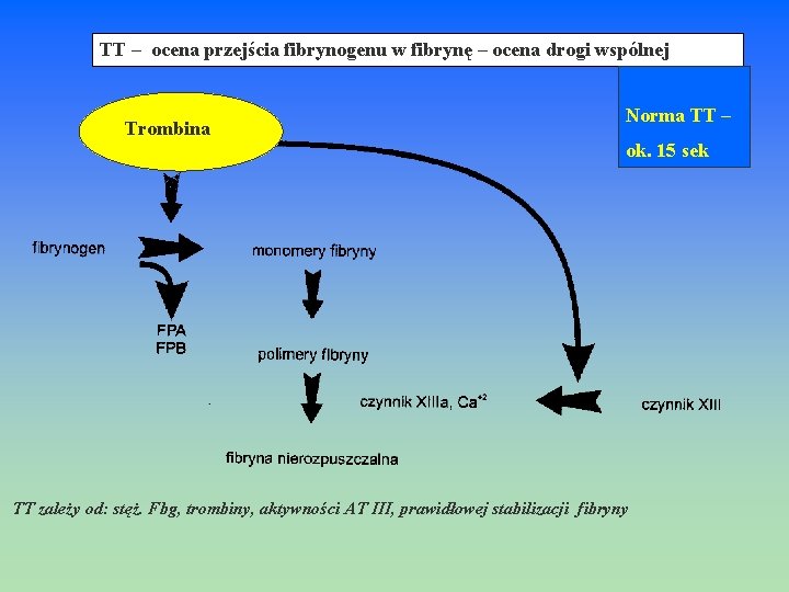 TT – ocena przejścia fibrynogenu w fibrynę – ocena drogi wspólnej Trombina Norma TT