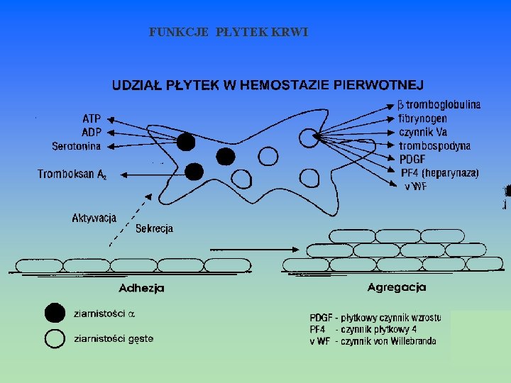  FUNKCJE PŁYTEK KRWI 