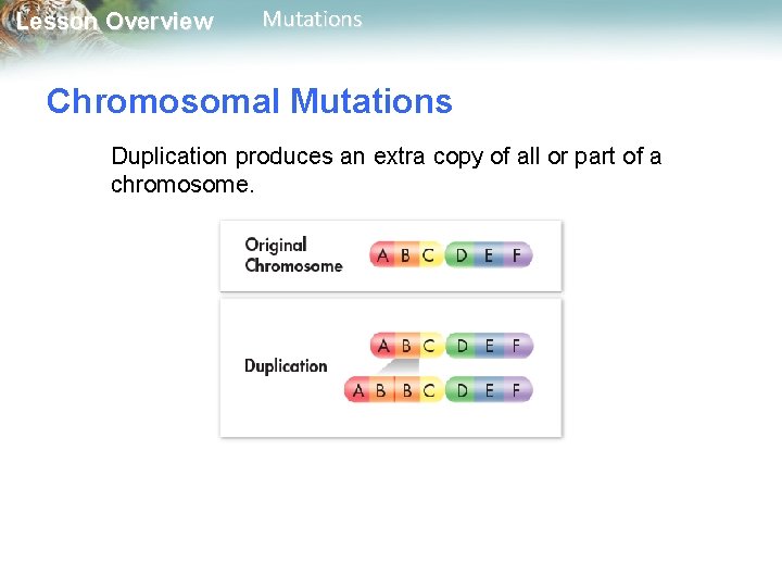 Lesson Overview Mutations Chromosomal Mutations Duplication produces an extra copy of all or part