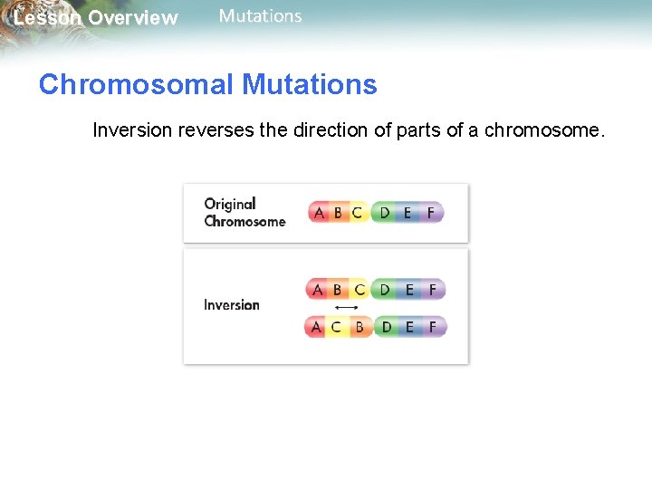 Lesson Overview Mutations Chromosomal Mutations Inversion reverses the direction of parts of a chromosome.