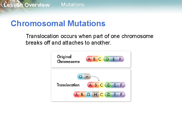 Lesson Overview Mutations Chromosomal Mutations Translocation occurs when part of one chromosome breaks off