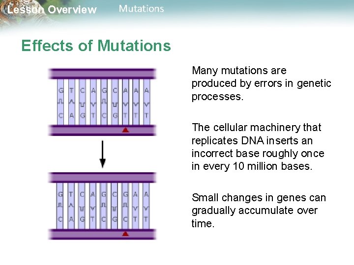 Lesson Overview Mutations Effects of Mutations Many mutations are produced by errors in genetic