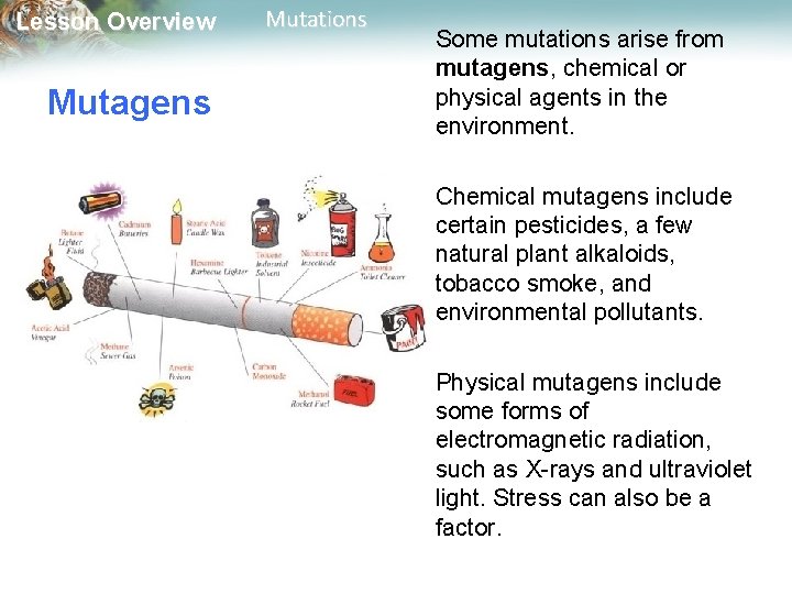 Lesson Overview Mutagens Mutations Some mutations arise from mutagens, chemical or physical agents in