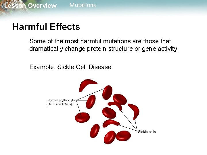 Lesson Overview Mutations Harmful Effects Some of the most harmful mutations are those that