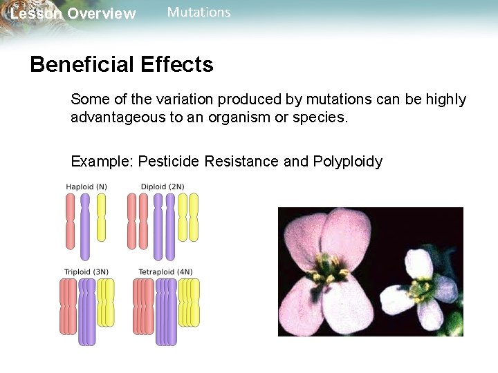 Lesson Overview Mutations Beneficial Effects Some of the variation produced by mutations can be