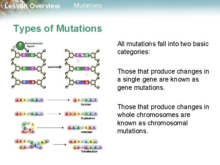 Lesson Overview Mutations Types of Mutations All mutations fall into two basic categories: Those