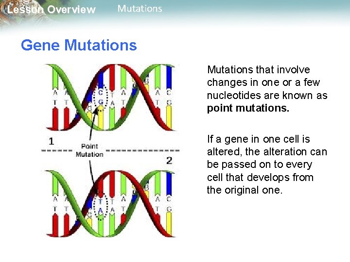 Lesson Overview Mutations Gene Mutations that involve changes in one or a few nucleotides