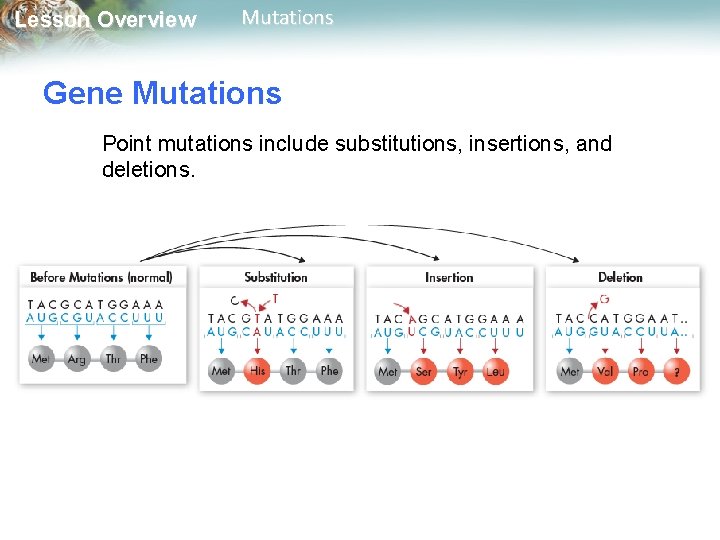 Lesson Overview Mutations Gene Mutations Point mutations include substitutions, insertions, and deletions. 