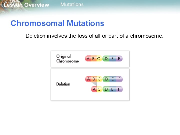 Lesson Overview Mutations Chromosomal Mutations Deletion involves the loss of all or part of