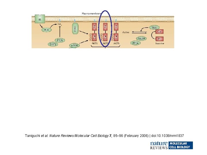 1 2 3 4 Taniguchi et al. Nature Reviews Molecular Cell Biology 7, 85–