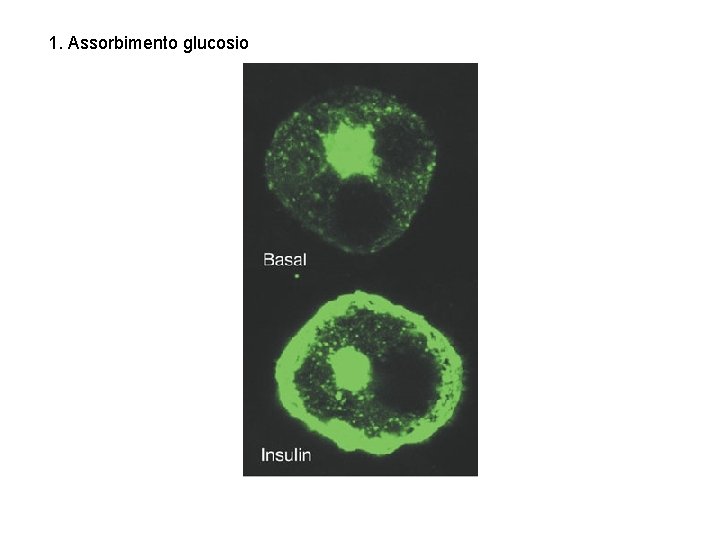 1. Assorbimento glucosio 