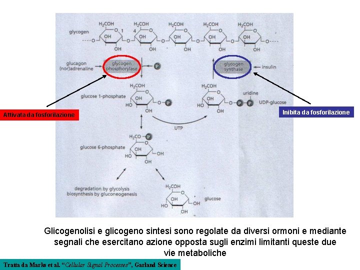 Attivata da fosforilazione Inibita da fosforilazione Glicogenolisi e glicogeno sintesi sono regolate da diversi