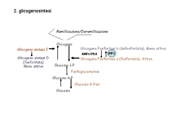 2. glicogenosintesi Ramificazione/Deramificazione Glicogeno sintasi I Glicogeno sintasi D (fosforilata) Meno attiva Glicogeno Fosforilasi