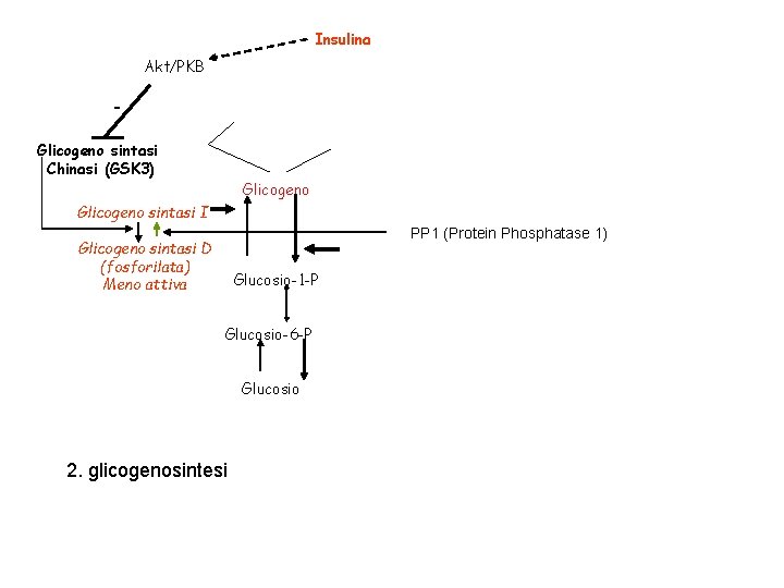 Insulina Akt/PKB Glicogeno sintasi Chinasi (GSK 3) Glicogeno sintasi I PP 1 (Protein Phosphatase