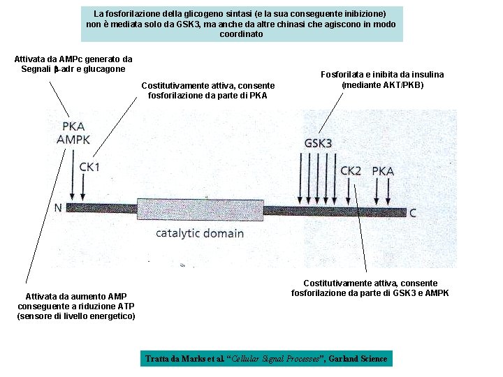 La fosforilazione della glicogeno sintasi (e la sua conseguente inibizione) non è mediata solo