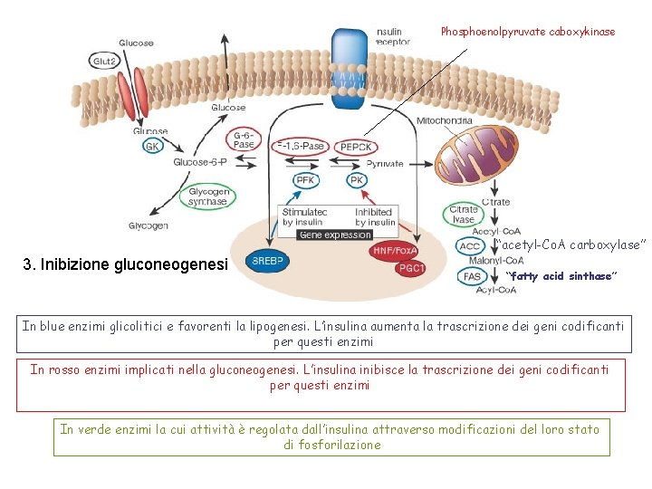 Phosphoenolpyruvate caboxykinase “acetyl-Co. A carboxylase” 3. Inibizione gluconeogenesi “fatty acid sinthase” In blue enzimi