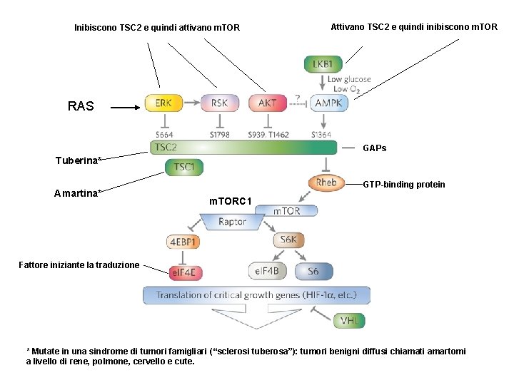 Inibiscono TSC 2 e quindi attivano m. TOR Attivano TSC 2 e quindi inibiscono