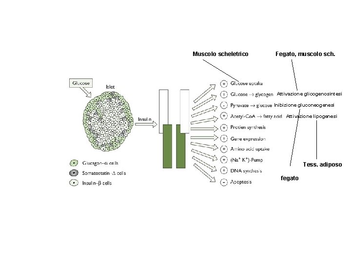 Muscolo scheletrico Fegato, muscolo sch. Attivazione glicogenosintesi Inibizione gluconeogenesi Attivazione lipogenesi Tess. adiposo fegato