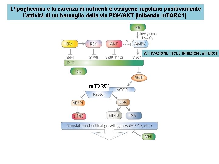 L’ipoglicemia e la carenza di nutrienti e ossigeno regolano positivamente l’attività di un bersaglio