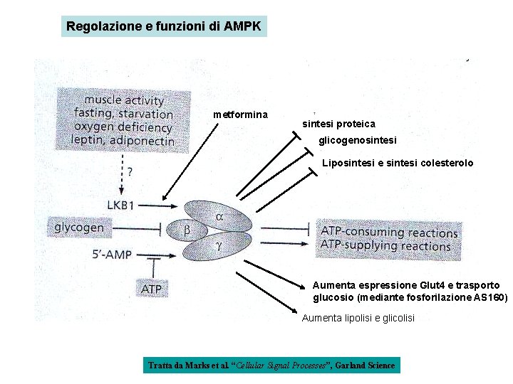 Regolazione e funzioni di AMPK metformina sintesi proteica glicogenosintesi Liposintesi e sintesi colesterolo Aumenta