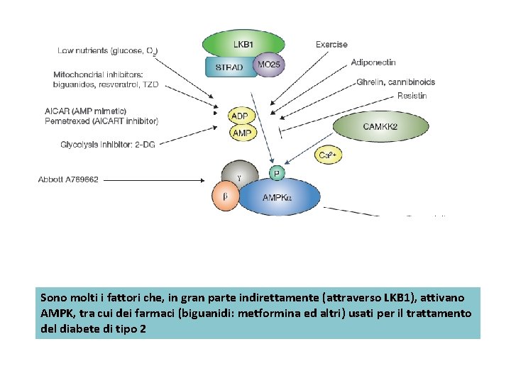 Sono molti i fattori che, in gran parte indirettamente (attraverso LKB 1), attivano AMPK,