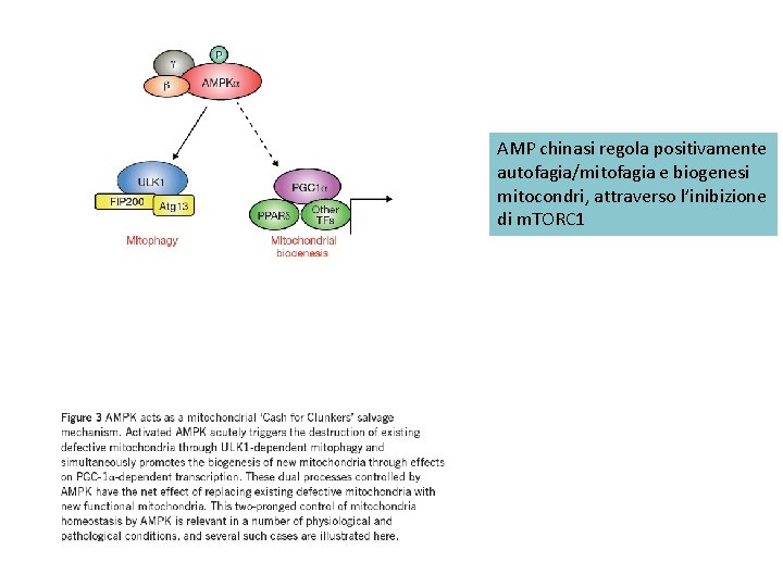 AMP chinasi regola positivamente autofagia/mitofagia e biogenesi mitocondri, attraverso l’inibizione di m. TORC 1