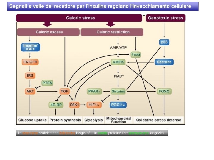 Segnali a valle del recettore per l’insulina regolano l’invecchiamento cellulare In arancione proteine che