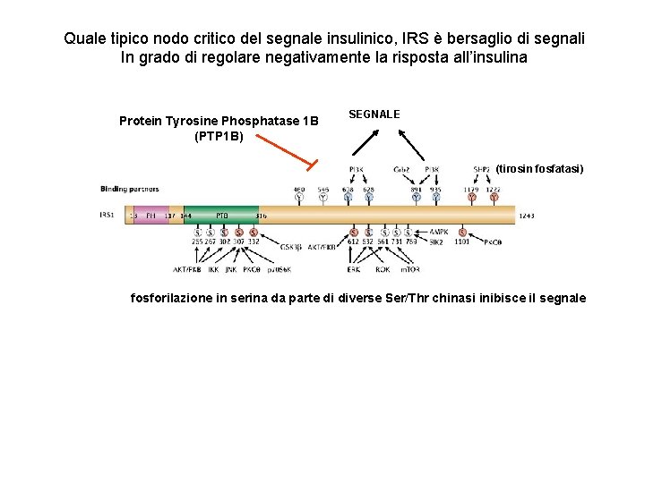 Quale tipico nodo critico del segnale insulinico, IRS è bersaglio di segnali In grado