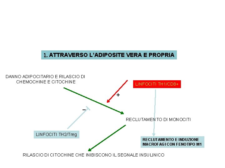 1. ATTRAVERSO L’ADIPOSITE VERA E PROPRIA DANNO ADIPOCITARIO E RILASCIO DI CHEMOCHINE E CITOCHINE