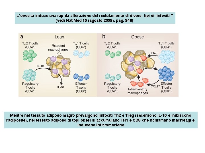 L’obesità induce una rapida alterazione del reclutamento di diversi tipi di linfociti T (vedi