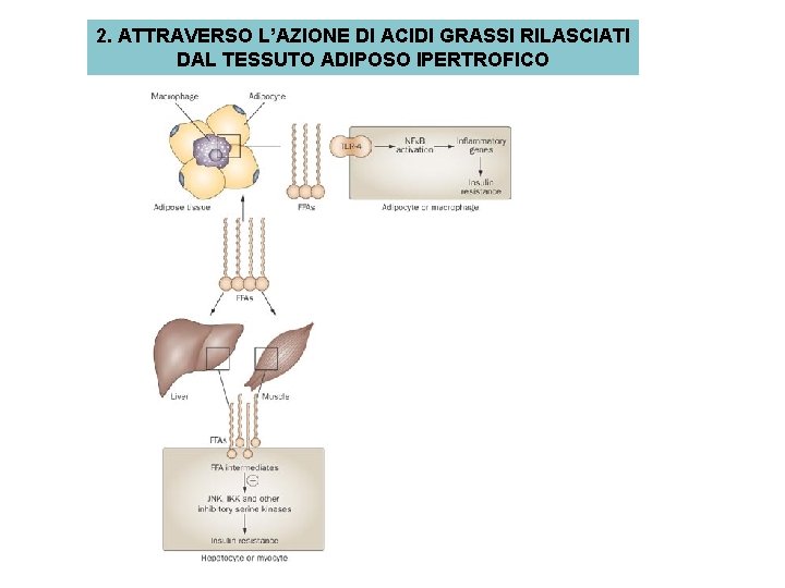 2. ATTRAVERSO L’AZIONE DI ACIDI GRASSI RILASCIATI DAL TESSUTO ADIPOSO IPERTROFICO 