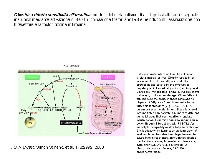 Obesità e ridotta sensibilità all’insulina: prodotti del metabolismo di acidi grassi alterano il segnale