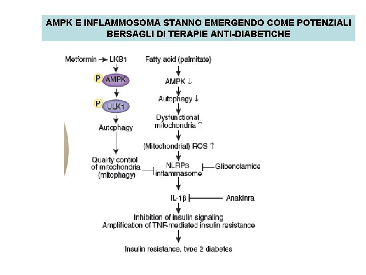 AMPK E INFLAMMOSOMA STANNO EMERGENDO COME POTENZIALI BERSAGLI DI TERAPIE ANTI-DIABETICHE 