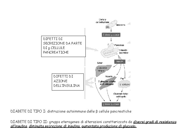 DIFETTI DI SECREZIONE DA PARTE DI b CELLULE PANCREATICHE DIFETTI DI AZIONE DELL’INSULINA DIABETE