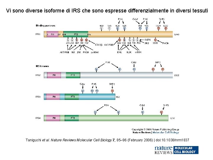 Vi sono diverse isoforme di IRS che sono espresse differenzialmente in diversi tessuti Taniguchi