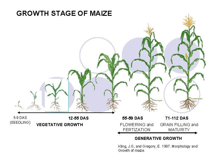 GROWTH STAGE OF MAIZE 5 -9 DAS (SEEDLING) 12 -55 DAS VEGETATIVE GROWTH 55