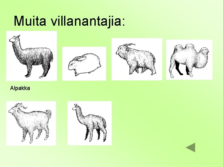 Muita villanantajia: Alpakka 