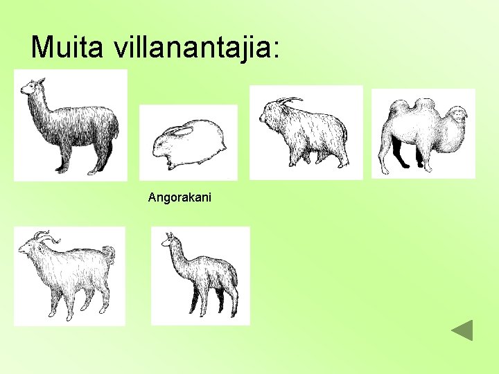 Muita villanantajia: Angorakani 